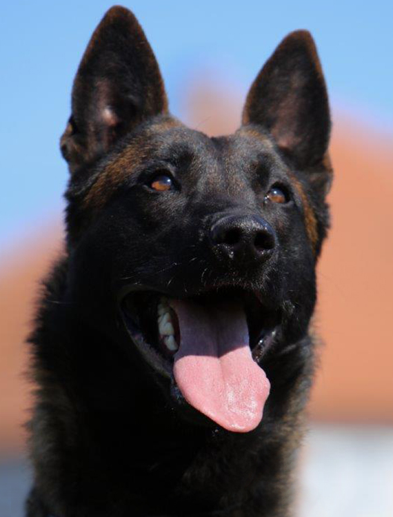 protection-dogs-by-cpi-bendix-sold-to-larry-s-of-los-angeles-ca